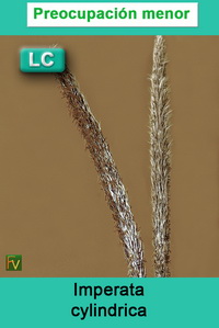Imperata cylindrica