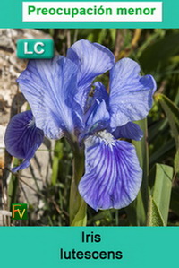 Iris lutescens