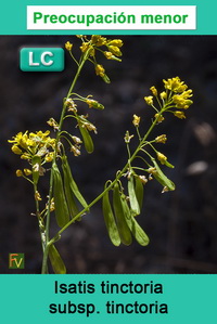 Isatis tinctoria tinctoria