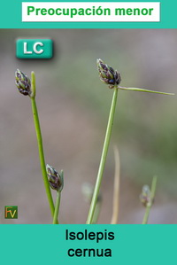 Isolepis cernua
