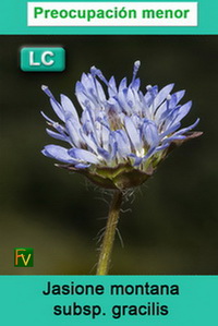 Jasione montana gracilis