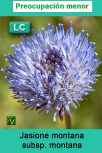 Jasione montana montana