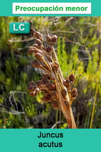 Juncus acutus
