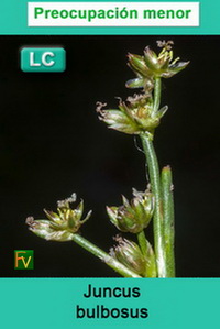 Juncus bulbosus