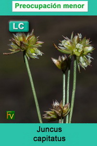 Juncus capitatus