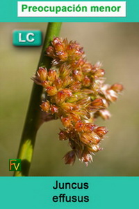 Juncus effusus
