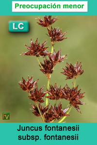 Juncus fontanesii fomtanesii