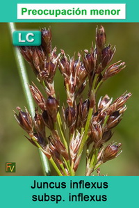 Juncus inflexus inflexus
