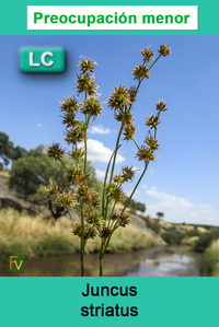 Juncus striatus