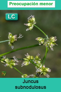 Juncus subnodulosus