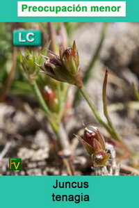 Juncus tenagia