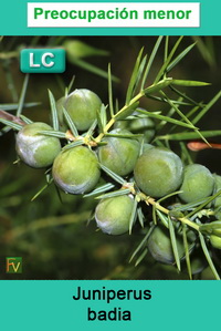 Juniperus badia