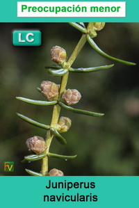 Juniperus navicularis