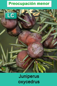 Juniperus oxycedrus