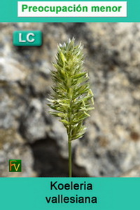 Koeleria vallesiana