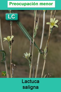 Lactuca saligna