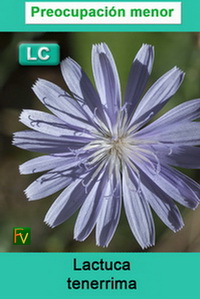 Lactuca tenerrima