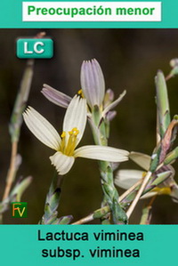 Lactuca viminea viminea