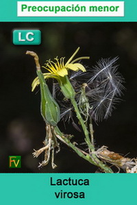 Lactuca virosa