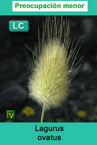 Lagurus ovatus