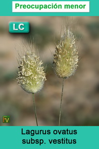 Lagurus ovatus vestitus