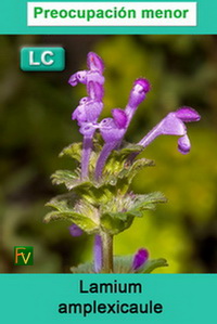 Lamium amplexicaule