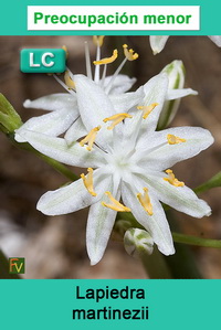 Lapiedra martinezii