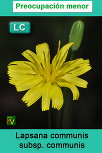 Lapsana communis communis