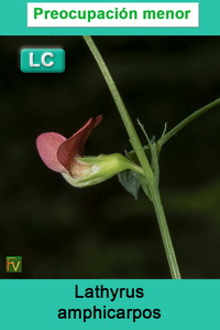 Lathyrus amphicarpos