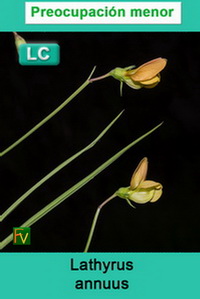 Lathyrus annuus