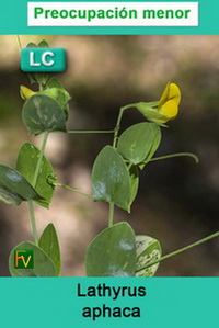 Lathyrus aphaca