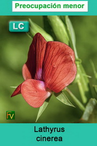 Lathyrus cinerea