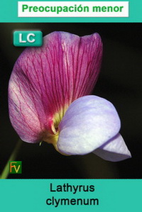 Lathyrus clymenum