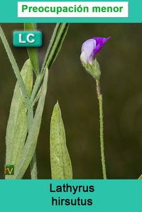 Lathyrus hirsutus