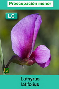 Lathyrus latifolius