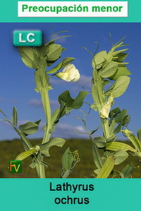 Lathyrus ochrus