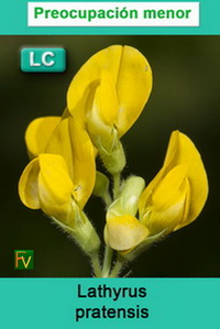 Lathyrus pratensis