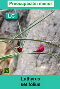Lathyrus setifolius