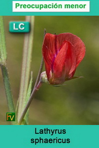 Lathyrus sphaericus