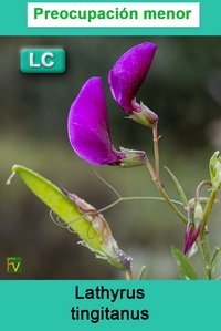 Lathyrus tingitanus