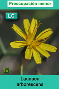 Launaea arborescens