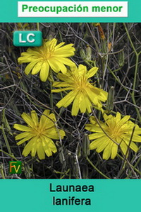 Launaea lanifera