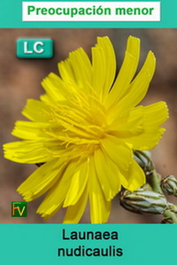 Launaea nudicaulis