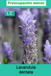Lavandula dentata