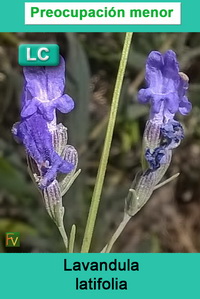 Lavandula latifolia