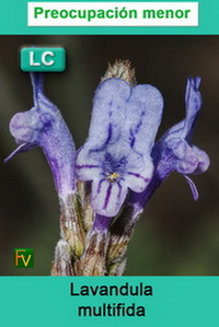 Lavandula multifida