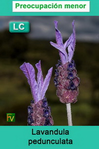 Lavandula pedunculata