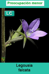 Legousia falcata