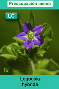 Legousia hybrida