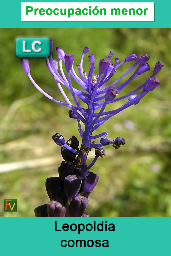 Leopoldia comosa